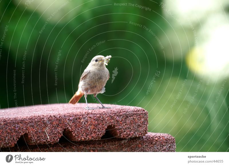 Einsames Vögelchen Einsamkeit Vogel Gezwitscher Körperhaltung Partnersuche Piipmatz