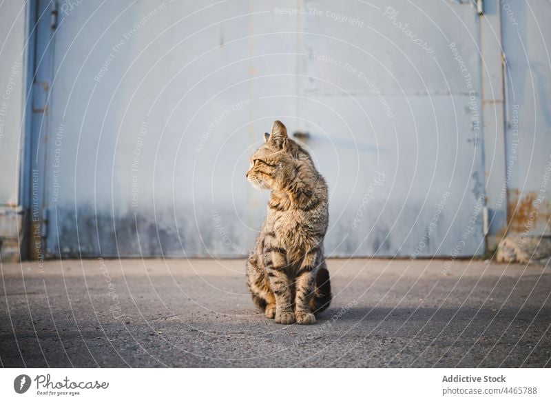 Obdachlose Katze sitzt auf der Straße Maul heimatlos Tier katzenhaft Kreatur Irrläufer Jäger Fleischfresser Spaziergang Fussel Streifen Schnurrhaar Säugetier