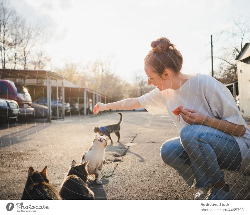 Lächelnde Frau füttert obdachlose Katze auf der Straße Futter Lebensmittel hungrig heimatlos Art positiv vorsichtig Optimist Fell Pflege Tier Säugetier Kätzchen