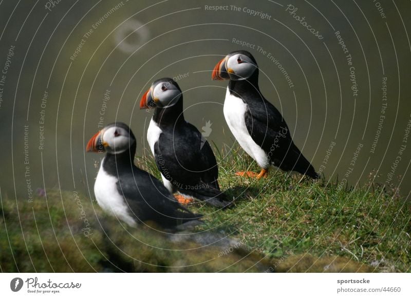 Was guckst du? Vogelparade Island Tier Papageitaucher Verkehr Trio