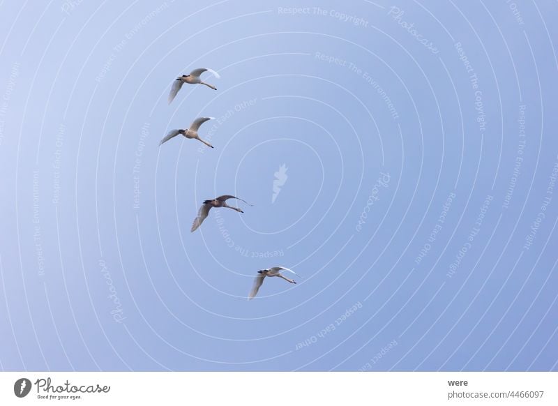 vier junge Schwäne fliegen in Formation in bewölktem Himmel Tier Vogel bewölkter Himmel Textfreiraum elegant Federn Fliege in Formation fliegend Landschaft