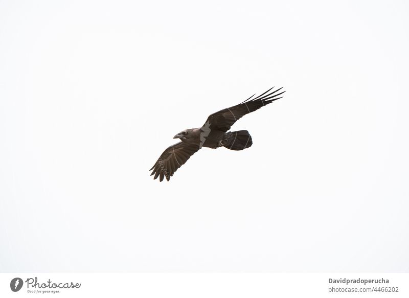 Wilder Adler fliegt am bewölkten Himmel Fliege Tierwelt Vogel Flügel Schnabel Raptor Flug Feder wild Raubtier Natur Beute Freiheit Greifvogel im Freien