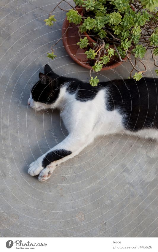 Ein Katzenleben (I) Pflanze Grünpflanze Topfpflanze Tier Haustier 1 Blumentopf Beton liegen schlafen träumen weich braun grau grün schwarz weiß Zufriedenheit