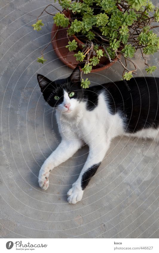 Ein Katzenleben (II) Sommer Pflanze Grünpflanze Topfpflanze Tier Haustier 1 Beton beobachten liegen natürlich Neugier braun grau grün schwarz weiß ruhig