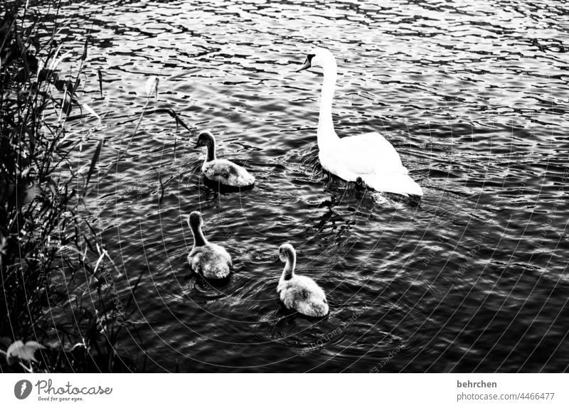 schwarzweiß Feder schön hübsch Wildtier Außenaufnahme Tierliebe Federn Menschenleer gemeinsam Zusammensein Tierporträt Vogel majestätisch Schwan Tierschutz