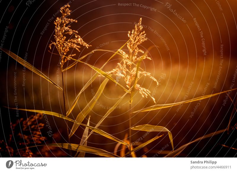 Zwei Gräser im goldenem Abendlicht Sonnenuntergang Sonnenlicht Gegenlicht Licht Außenaufnahme Schönes Wetter Pflanze Landschaft Farbfoto Lichterscheinung