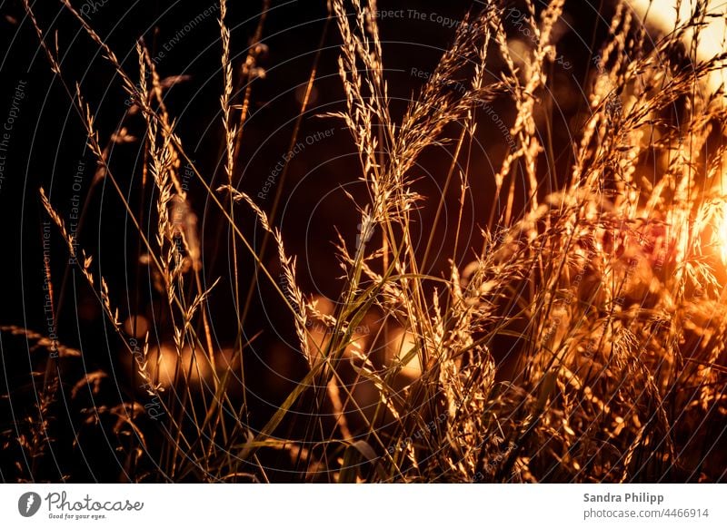 Abendsonne erleuchtet Gräser im goldenem Licht Natur Außenaufnahme Farbfoto Menschenleer Pflanze Sonnenlicht Schönes Wetter Sonnenuntergang Gegenlicht Gras