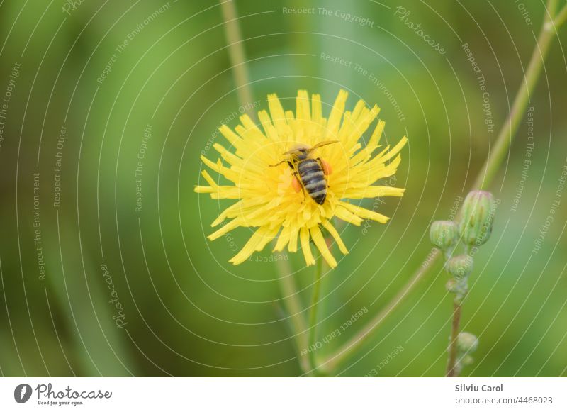 Biene auf blühender Staudengolddistel in Nahaufnahme mit grünem, unscharfem Hintergrund Stachelige Kratzdistel Wildpflanze Asteraceae Frühling Pflanze gelb