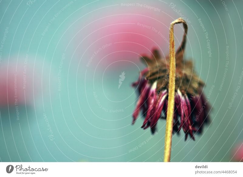 verblühte Bellis Gänseblümchen Natur Blume Blühend Nahaufnahme schön Pflanze Garten Sommer Blüte Außenaufnahme grün Schwache Tiefenschärfe Frühling