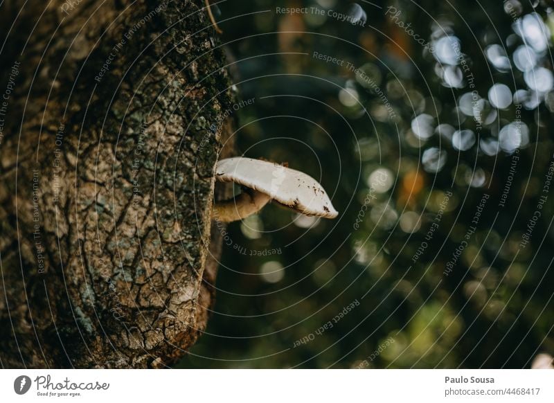 Pilz wächst auf einem Baumstamm Pilzhut braun Moos Menschenleer Umwelt Außenaufnahme Farbfoto Pflanze Herbst Natur Licht Wachstum natürlich Nahaufnahme