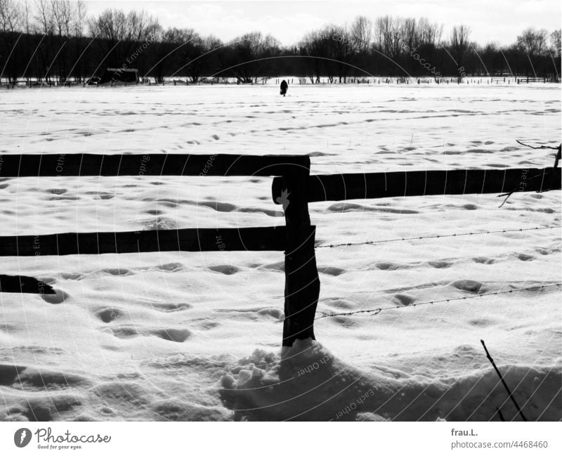 Im Schnee alte Dame einsam Frau Mantel Hut gebeugt Handtasche Mensch allein Fotomontage Montage gehen Zeitung Winter Wiese Feld Acker Gatter Zaun Busch