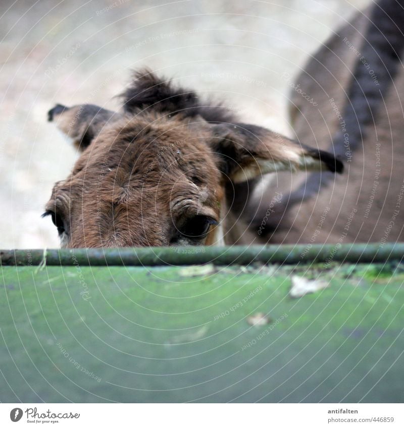 Guck doch mal, Muli Tourismus Ausflug Sightseeing Sommer Park Wildtier Tiergesicht Fell Zoo Esel Pferd Eselsohr Auge Maulesel 1 beobachten frech listig