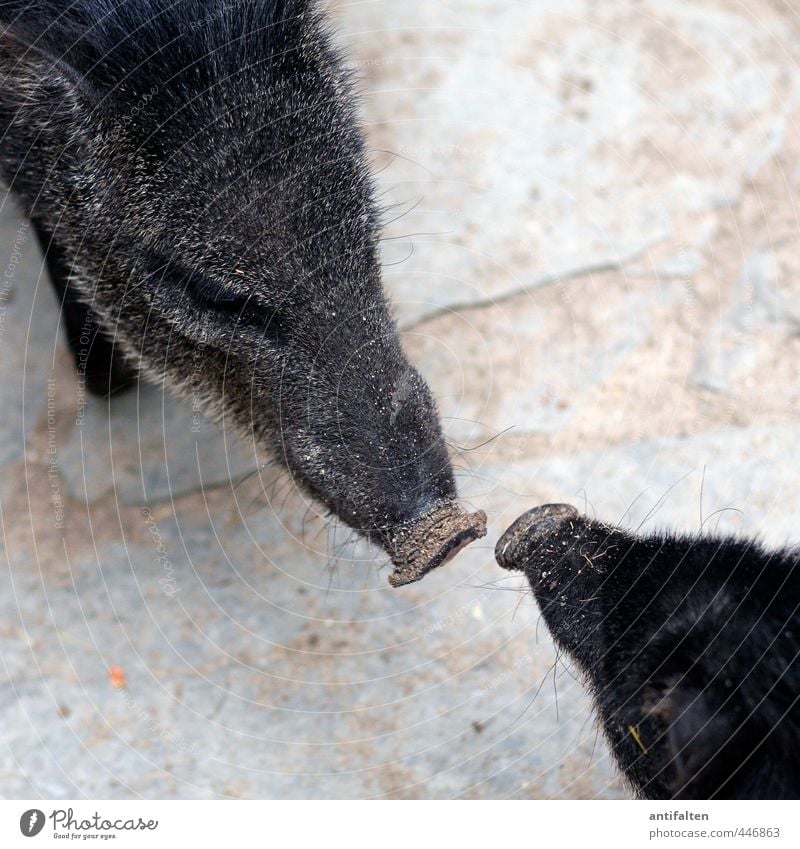 OINK oink Tier Wildtier Tiergesicht Fell Zoo Streichelzoo Schwein Wildschwein Schnauze Rüsseltiere Schweineohr 2 Tierpaar Tierjunges Tierfamilie Kommunizieren