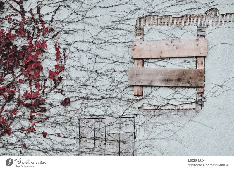 eine alte Fassade, überwuchert von Jungfernrebe in herbstlichem Rot marode verlassen kaputt Herbst Wand klettern kletternd leuchtend hartnäckig rot Mauer