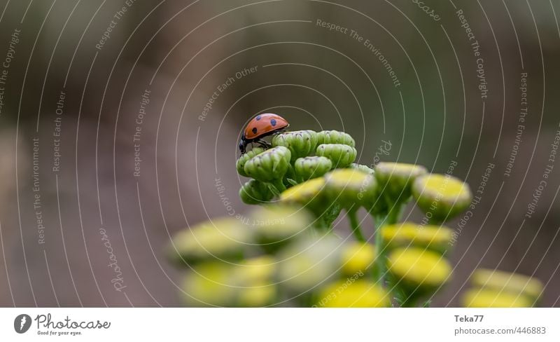 the long journey #1 Umwelt Natur Landschaft Pflanze Tier Blume Nutztier Käfer Gelassenheit geduldig ruhig Marienkäfer Farbfoto Gedeckte Farben Detailaufnahme