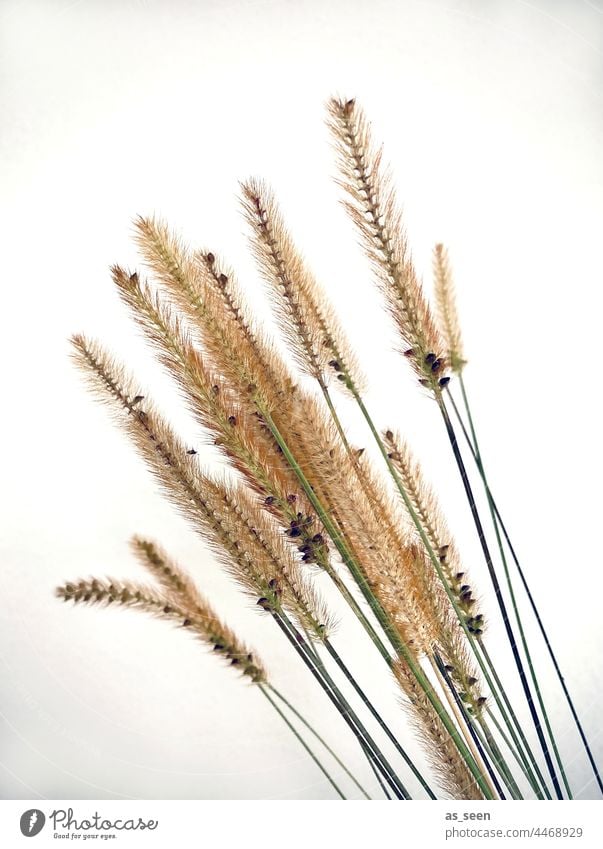 Gräser Pfeifenputzergräser Natur Herbst braun Pflanze Gras Menschenleer Umwelt natürlich Schwache Tiefenschärfe Farbfoto Gedeckte Farben Tag Getrocknet