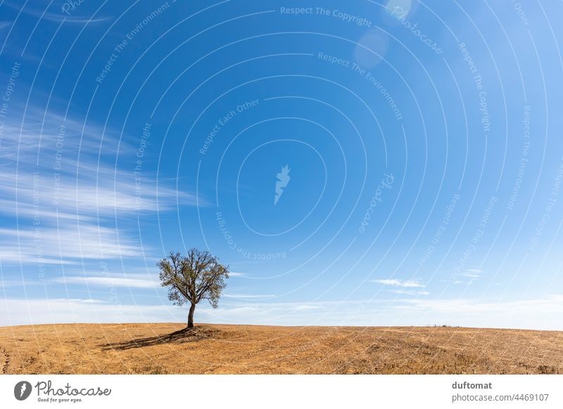 Einsamer Baum steht auf Hügel Horizont Landschaft Himmel Natur Menschenleer Umwelt Wolken Textfreiraum oben Pflanze Wetter Acker einsam Einsamkeit allein einer