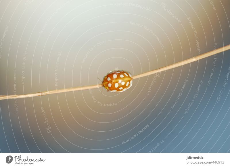 marienkäfer Umwelt Natur Tier Pflanze Gras Wildpflanze Wildtier Käfer Insekt Marienkäfer 1 rot Glück Farbfoto Außenaufnahme Nahaufnahme Makroaufnahme