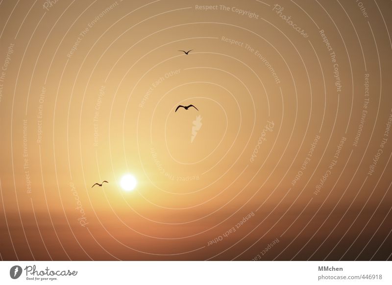 goodbye means nothing at all Erholung ruhig Meditation Sommerurlaub Sonne Meer Flügel Möwe orange Vorsicht Gelassenheit geduldig Sehnsucht Fernweh Luftverkehr