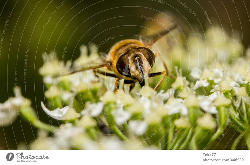 Necktar naschen 2 Natur Pflanze Tier Fliege lecker Schwebfliege Farbfoto Nahaufnahme Makroaufnahme Tierporträt