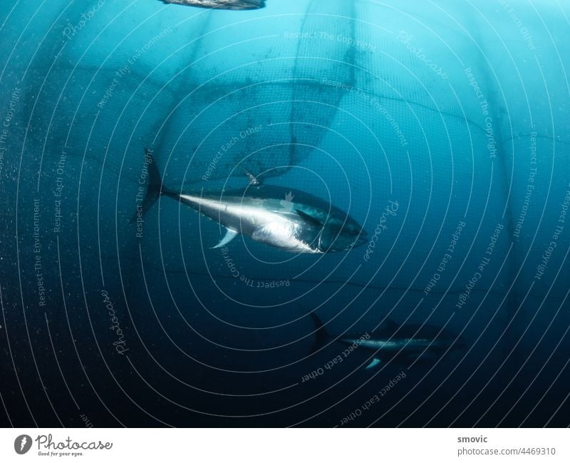 Der Rote Thun, auch Gemeiner Thun oder Atlantischer Roter Thun genannt, ist eine Thunfischart, die zur Familie der Scombridae gehört. Diejenigen Exemplare, die mehr als 150 Kilogramm wiegen, werden als Riesenbuntbarsch bezeichnet.