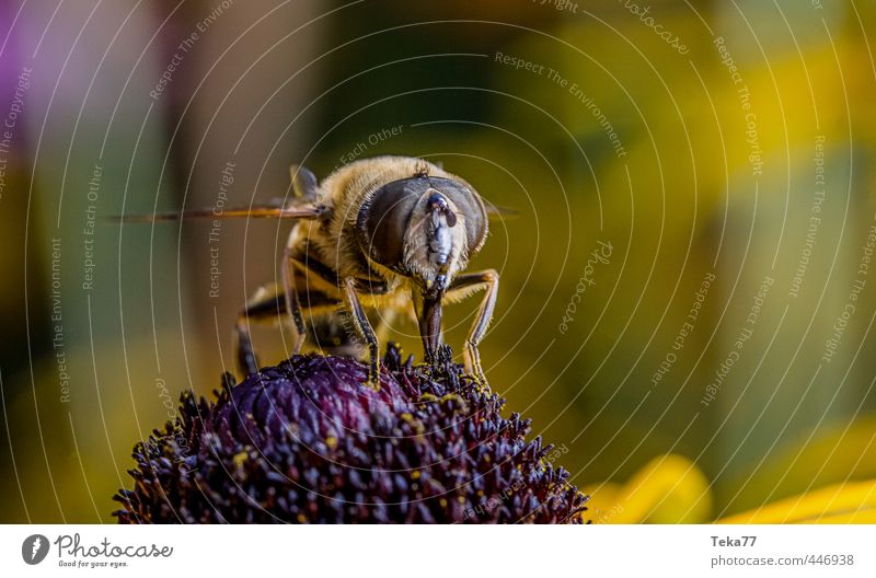 Schwebefliege Natur Pflanze Tier Blume Fliege 1 einzigartig elegant Gedeckte Farben Studioaufnahme Nahaufnahme Makroaufnahme Blitzlichtaufnahme Licht Schatten