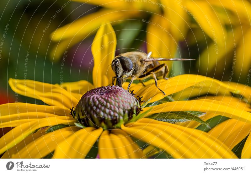 Nektar naschen Natur Pflanze Tier Blume Fliege 1 Körperpflege Schwebfliege Farbfoto Nahaufnahme Makroaufnahme Tierporträt