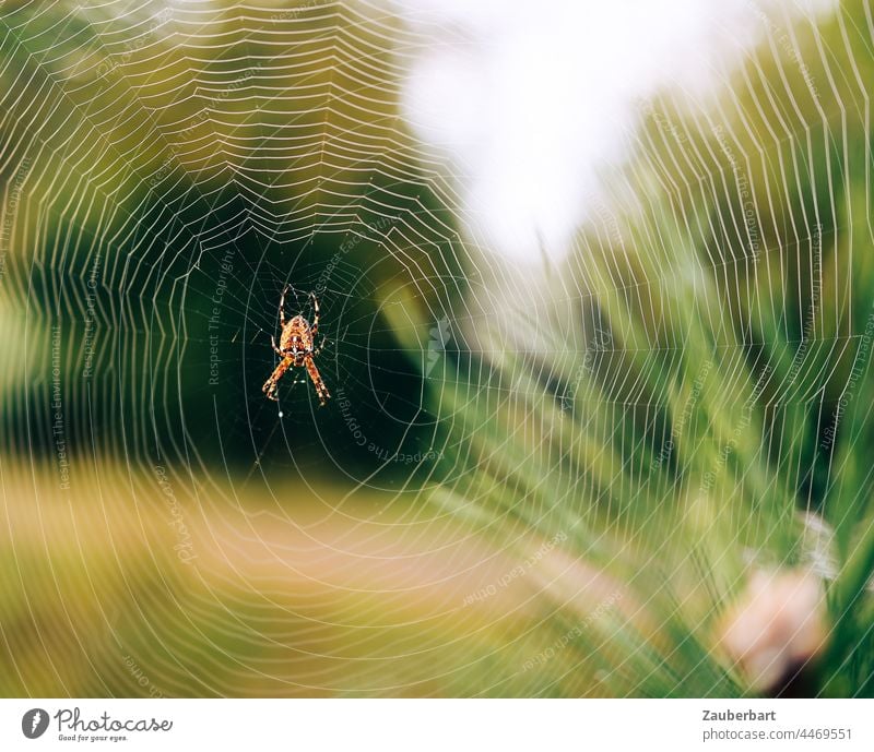 Kreuzspinne sitzt im Netz vor grüner Wiese und Pflanzen filigran Struktur Natur Insekt Spinne Nahaufnahme Spinnennetz Schwache Tiefenschärfe Angst Spinnenphobie