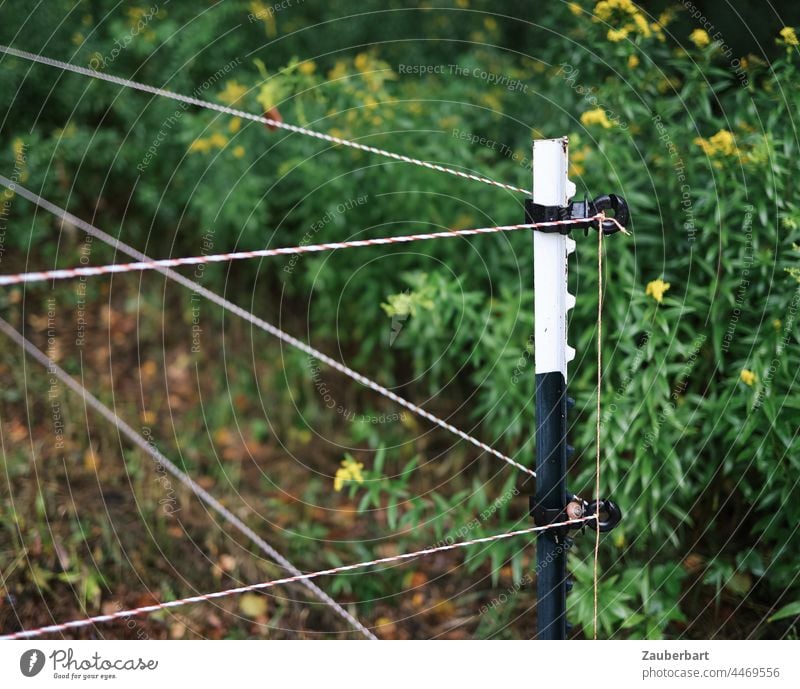 Elektrischer Weidezaun mit Pfahl an der Ecke bildet Begrenzung, Linien und geometrische Formen Zaun Elektrozaun Pfosten Eckpfosten grün braun schwarz weiß