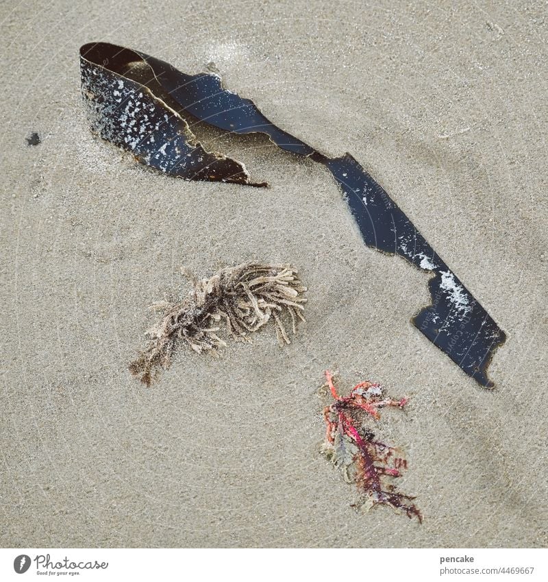 das meer es gibt, das meer es nimmt Sand Strand Algen Ebbe Strandgut Nordsee geben nehmen Küste Wasser Meer Wellen