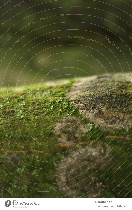 Fl(a)ech(t)enbrand Baum Wald Blühend dehydrieren Wachstum braun grün chaotisch Idylle Natur Umwelt Moos Flechten Baumstamm Grünfläche Farbfoto Menschenleer