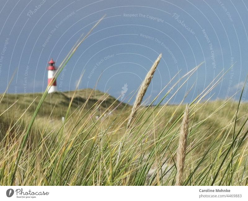 Leuchtturm am Strand auf Sylt Erholung Natur Sand Landschaft Nordsee rot weiss Deutschland Friesland Gebäude Schleswig-Holstein Leuchtfeuer Gras Grashalm