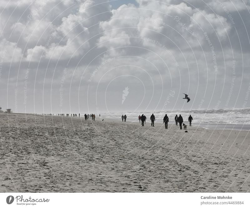 Menschen und Hunde laufen an einem Sturmtag am Strand auf Sylt - In der Luft fliegt eine Möwe Meer Sand Nordsee Ferien & Urlaub & Reisen Außenaufnahme Himmel