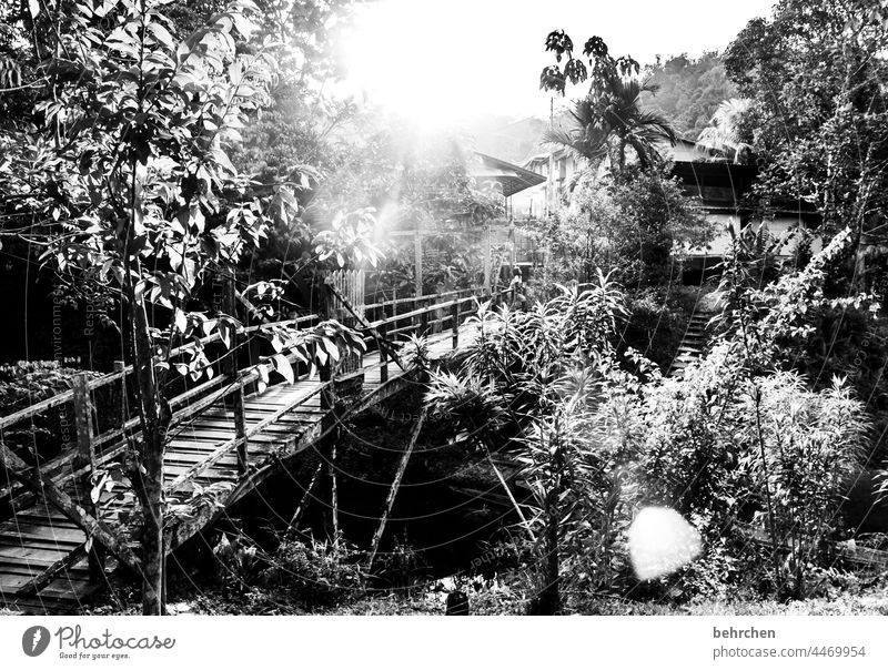 licht Idylle Flussufer Dämmerung Palme Sonnenstern Natur besonders traumhaft Brücke Urwald exotisch Ausflug fantastisch Gegenlicht wunderschön Sonnenstrahlen