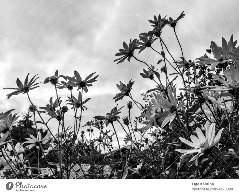 Blumen gegen den Himmel Natur Blühend Pflanze blühende Blumen natürlich Sommer Blüte Wildblumen natürliche Farbe Garten Gartenpflanzen romantisch Romantik