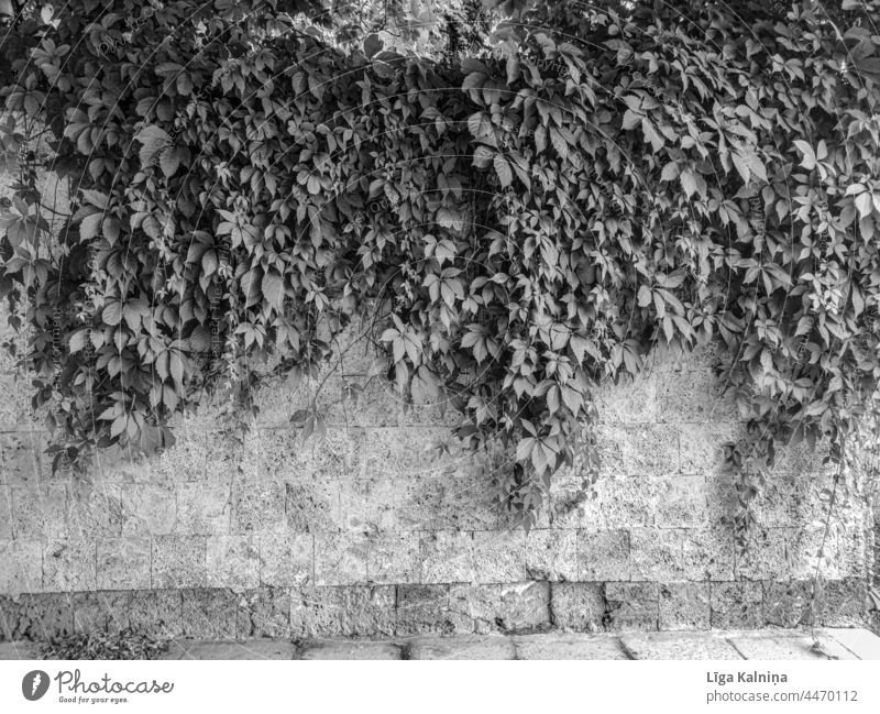 Backsteinmauer mit Blättern in Schwarz und Weiß Wand Mauer Fassade Backsteinwand Backsteinfassade Baustein Strukturen & Formen Bauwerk Muster Stein