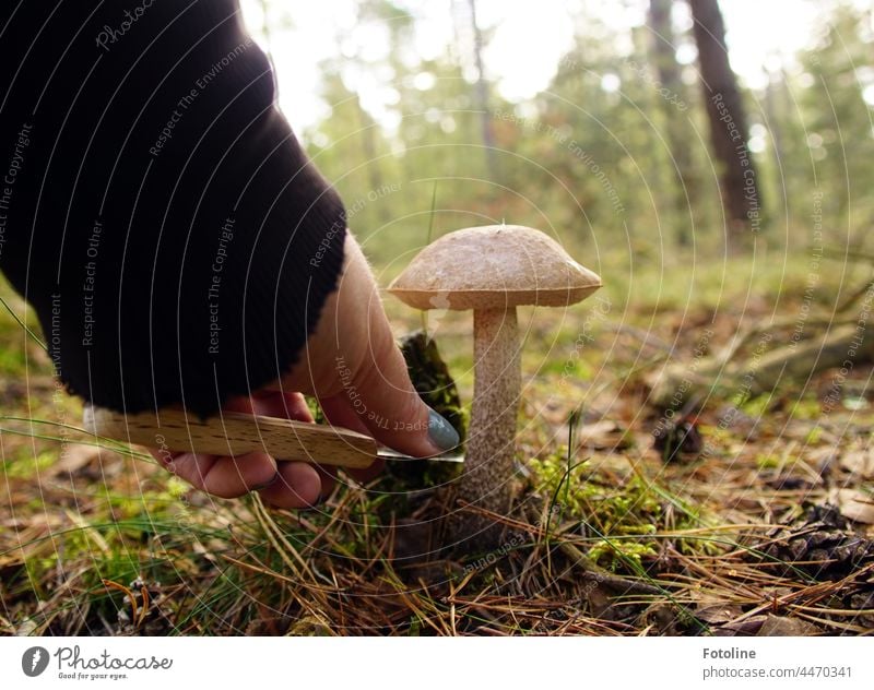 Da stand er der Birkenpilz. Wie aus dem Bilderbuch. Ich zückte mein Messer und schnitt ihn ab. Pilzhut Pilzsucher Natur Herbst Pflanze Außenaufnahme Farbfoto