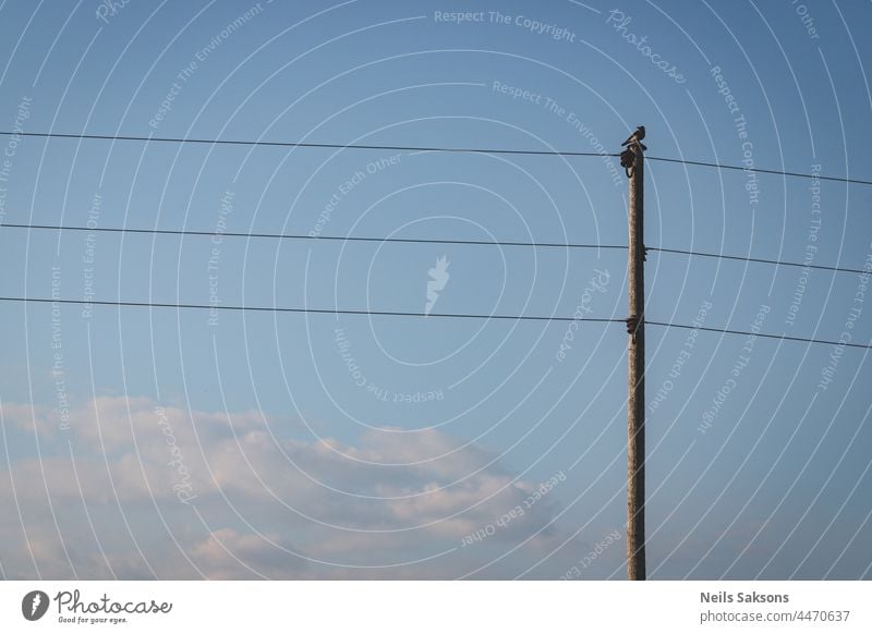 Krähe sitzt auf Strommast. Pole mit drei Drähten gegen blauen Himmel mit einigen weißen flauschigen Wolken. Abend Sonnenuntergang Licht kommt von der rechten Seite. Kopierraum für Text.