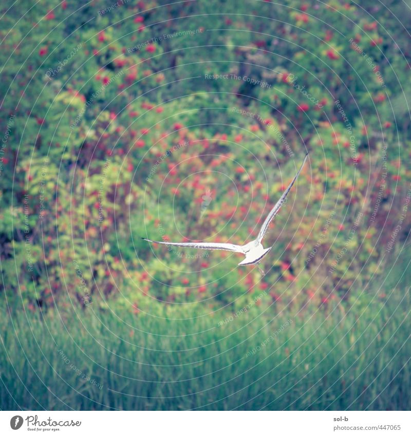 gleiten Umwelt Natur Pflanze Gras Sträucher Park Feld Republik Irland Vogel Möwe 1 Tier elegant frei Gesundheit natürlich wild grün weiß Tierliebe