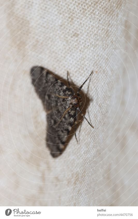 Nachtfalter auf weißem Hintergrund mit ausgebreiteten Flügel nachtfalter Schmetterling Insekt Falter Flügelmuster Schmetterlingsflügel Flügel-Design flattern