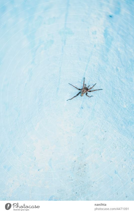 Kleine Spinne in einer blauen Wand Plage Gefahr Risiko Phobie Angst wenig Spanien Pool türkis wild Tier Insekt Textur texturiert geknackt gruselig Töne blass