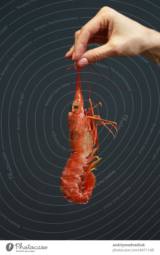 Nahaufnahme einer weiblichen Hand, die frische rohe rote Languste, Hummer, Garnelen oder Scampi auf schwarzem Hintergrund hält. Meeresfrüchte für eine gesunde Ernährung. copy space