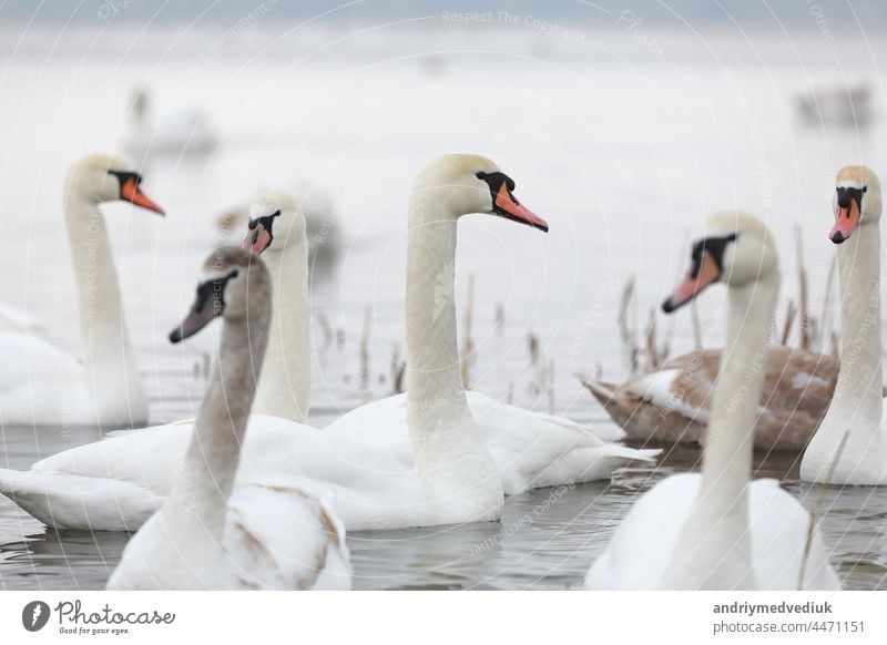 Weißer Schwanenschwarm im Quellwasser. Schwäne im Wasser. Weiße Schwäne. Schöne weiße Schwäne schwimmen auf dem Wasser. Schwäne auf der Suche nach Nahrung. selektiver Fokus