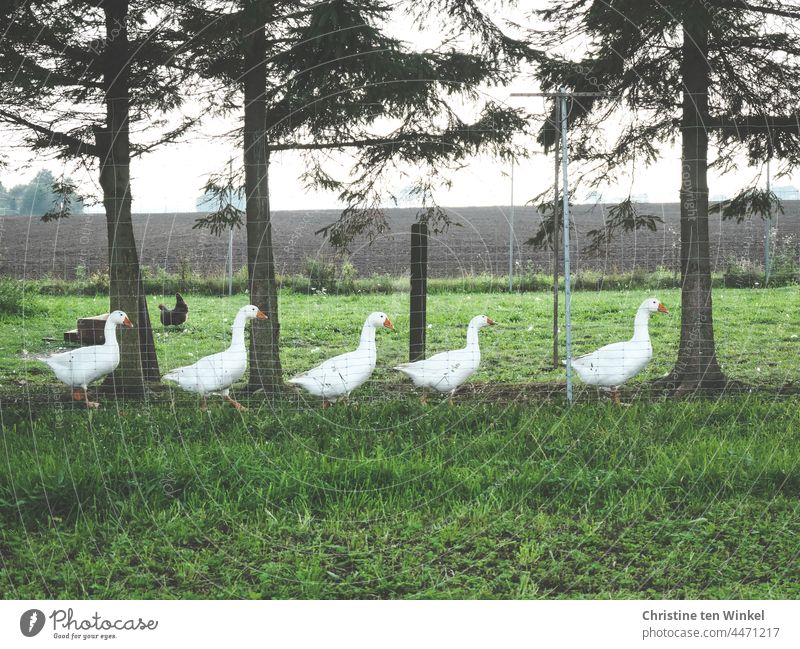 Fünf Gänse marschieren hintereinander am Zaun ihrer Wiese entlang Gänsemarsch Geflügel Tiere Federvieh Hausgans Freilandhaltung Nutztier