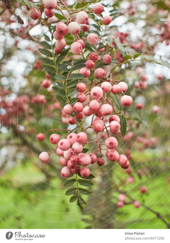 Rosa reife Vogelbeere auf herbstlichem Hintergrund. Asche Aschebeere Aschbeere Herbst schön Beeren botanisch Botanik Blumenstrauß Ast hell Haufen Buchse