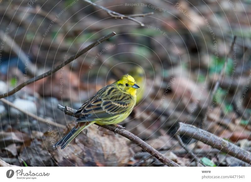 Goldammer sucht auf dem Waldboden nach Nahrung Emberiza-Zitrinella Tier Vogel Textfreiraum kuschlig kuschelig weich Federn Fliege Lebensmittel Boden Blick Natur