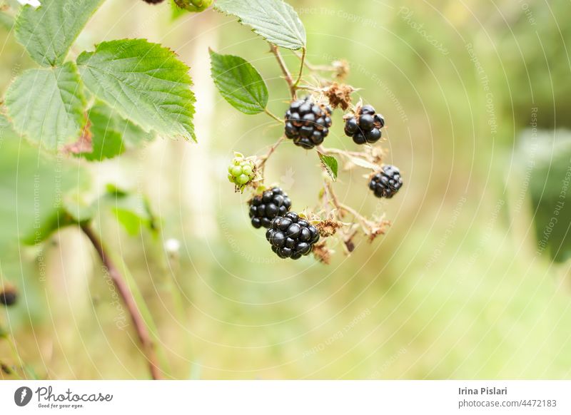 Beeren der wilden Brombeere in der Natur Nahaufnahme. Nahaufnahme von Brombeeren auf Busch Hintergrund schwarz Ast hell Brunch Buchse schließen Farbe kultiviert