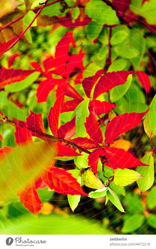 Rote Weinblätter ast baum erholung erwachen ferien garten himmel kleingarten kleingartenkolonie menschenleer natur pflanze ruhe saison schrebergarten strauch