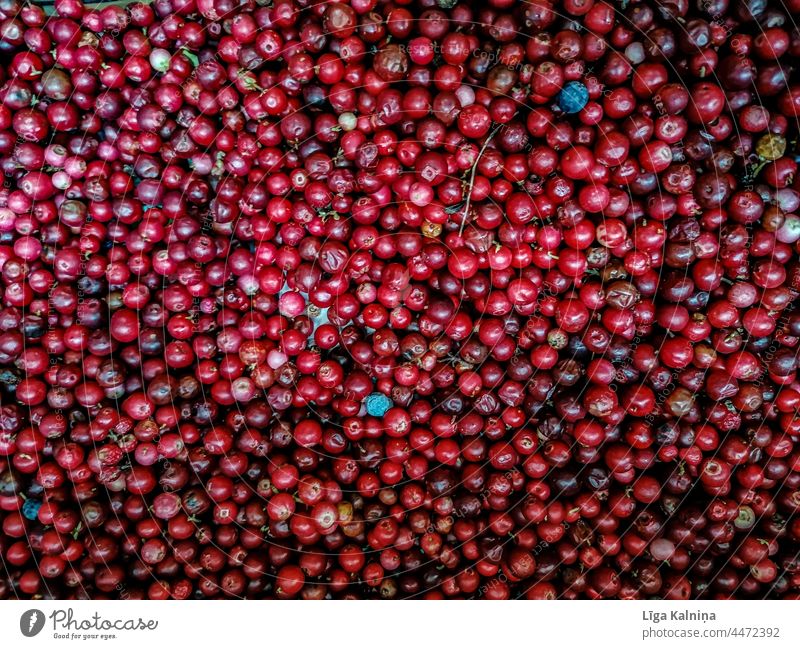 Preiselbeeren Lebensmittel Hintergrund Beeren Gesundheit rot organisch Vegetarier roh frisch natürlich Natur lecker Bestandteil Vitamin