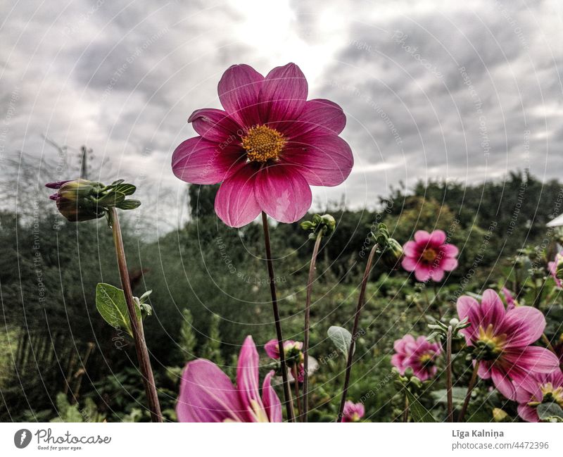 Einzelne Dahlie gegen den Himmel Gartenpflanzen Herbstblume Blütenblätter Pflanze Gartenblume Dahlienblüte Blühend Natur Blume blühende Blume natürliche Farbe